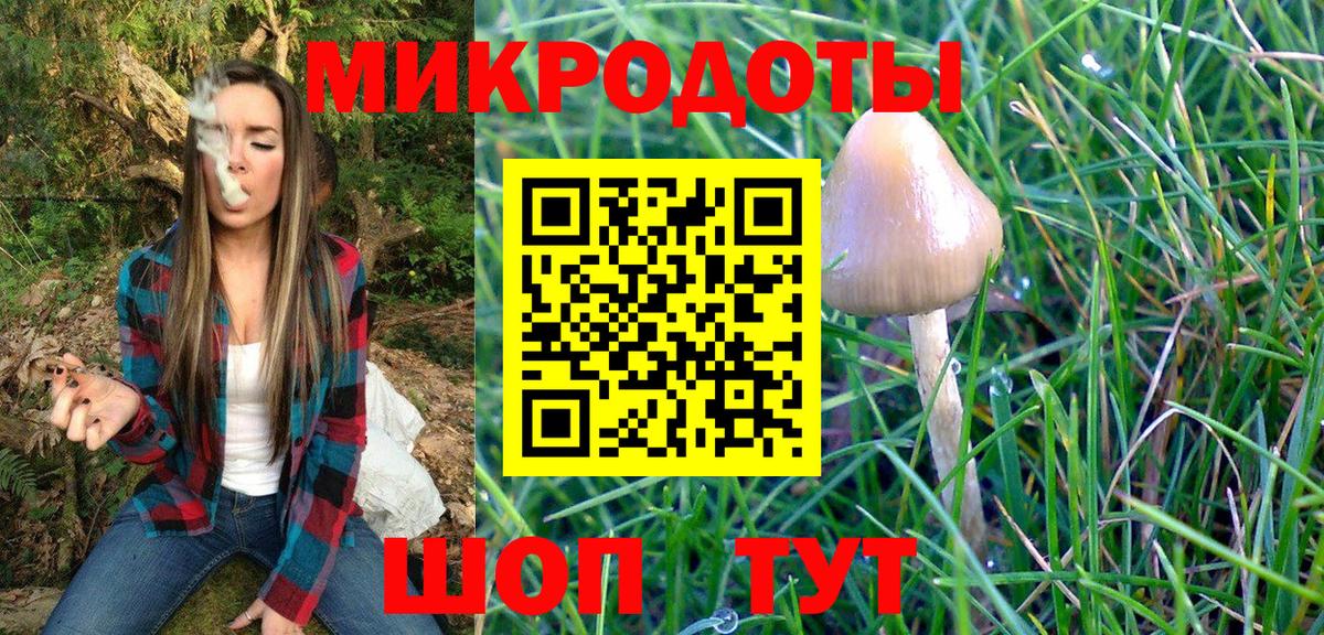 Псилоцибиновые грибы Psilocybe Владикавказ